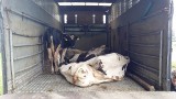 Skandaliczne warunki przewozu bydła. Jedna z krów była martwa
