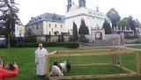 Juromania 2022 w Leśniowie: Alpaki, kozy, owce w sanktuarium. Przygotowano również inne atrakcje