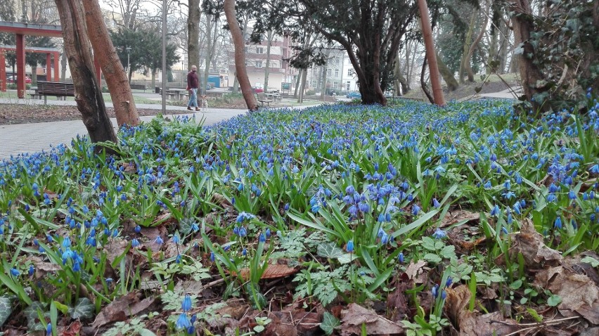Dywan z kwiatów  w Parku Chopina w Świnoujsciu