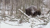 Koweła. Żubr zaatakował mężczyznę. GDOŚ planuje odstrzał żubrów (wideo)