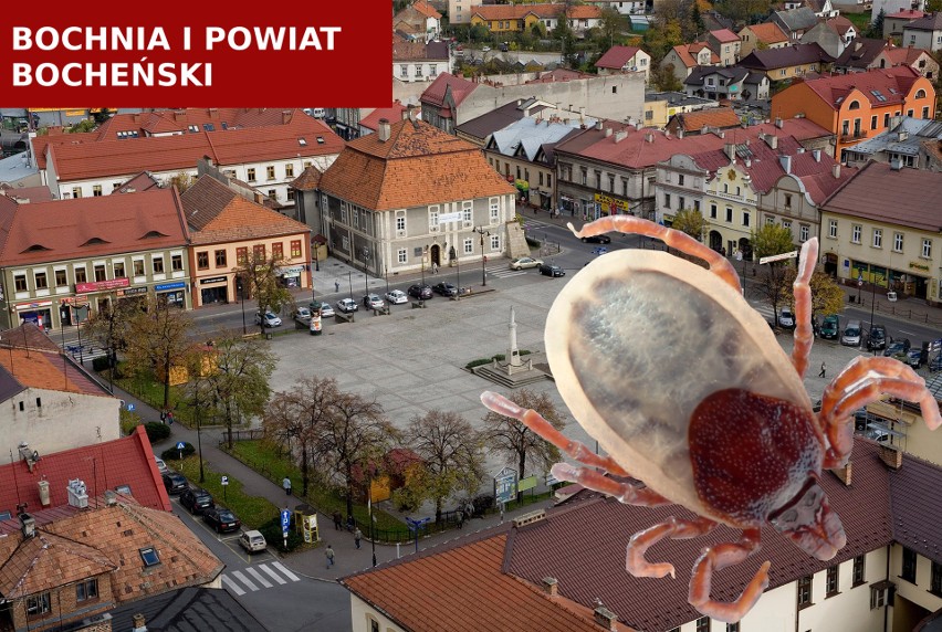 Bochnia i powiat bocheński w tym roku przodują w liczbie...