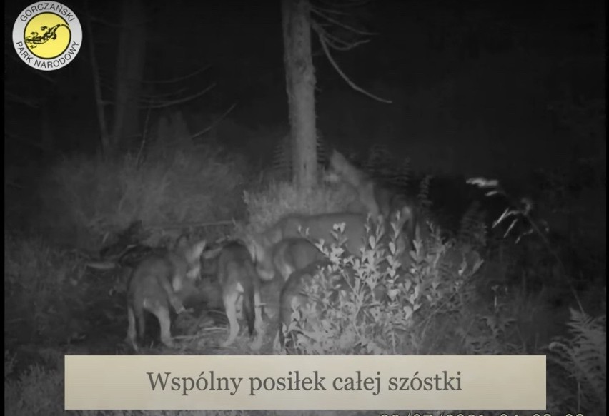 Wilka z Gorczańskiego Parku Narodowego