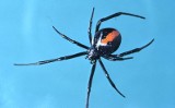 Wystawa żywych pająków i skorpionów w Połańcu. Będzie wśród nich jeden z najniebezpieczniejszych pająków świata [PROGRAM]