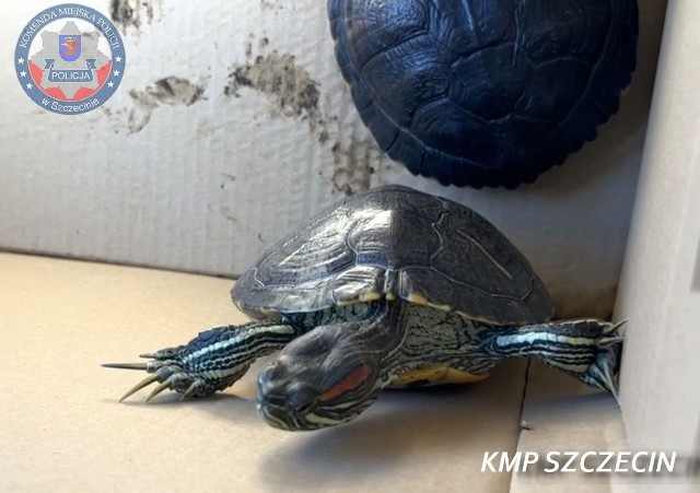42-latka ze Szczecina oferowała do sprzedaży na jednej z platform sprzedażowych – dwa żółwie