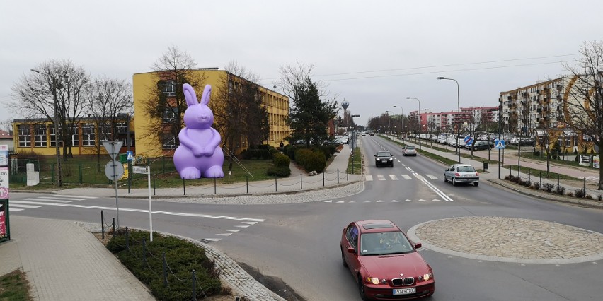 Zając gigant podróżował po Wielkopolsce