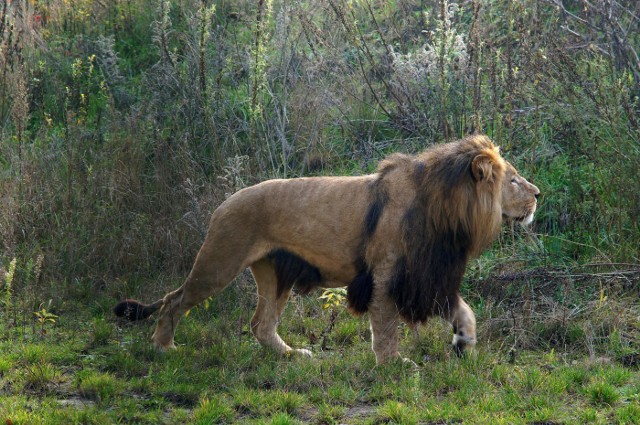 Gdańskie lwy oswajają się z wybiegiem w zoo