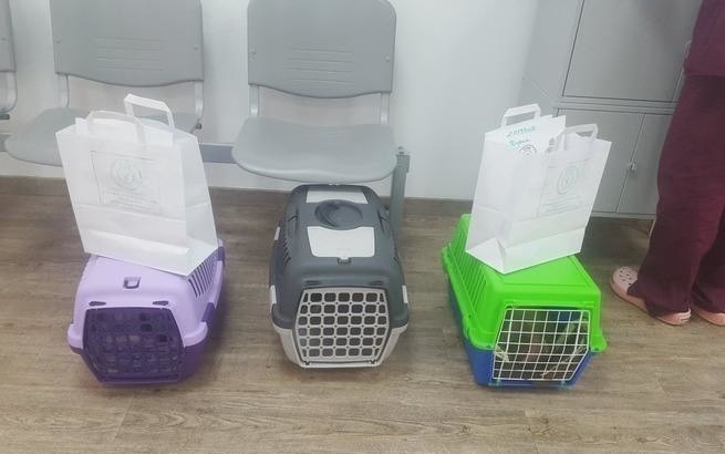 Ponad 9 tys. zł potrzeba, by ratować zdrowie i życie trzech kociaków z toruńskiego schroniska