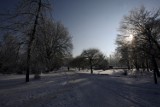 Studenci pomogą odnowić Park Wolności