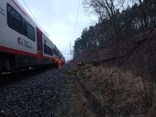 Silne wiatry w Wielkopolsce dają o sobie znać. Powalone drzewo zablokowało przejazd pociągów na linii Poznań - Piła.Zobacz zdjęcia --->