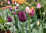 Chcesz, żeby tulipany pięknie kwitły przez lata? O tym musisz pamiętać