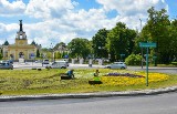 Białystok: Letnie kwiaty zastąpią te wiosenne. Trwają nasadzenia [ZDJĘCIA]