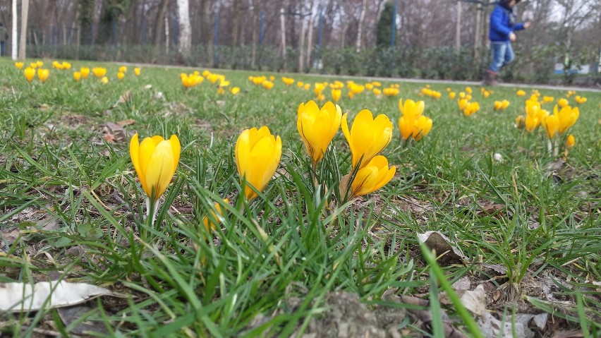 Krokusy już kwitną, ale na wiosnę poczekamy 