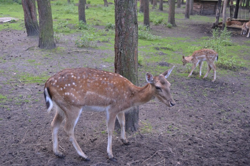 Mini zoo w Parku Kuronia...