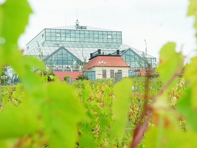 Wzgórze Winne ma przypominać mieszkańcom i turystom o tradycjach winiarskich Zielonej Góry. Choć Palmiarnia nie ma z nimi żadnego związku, trzeba pamiętać, iż powstała jako nadbudowa nad domkiem winiarza.