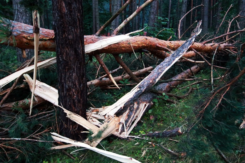 Piwniczna. 40 sekund horroru. Dobę po katakliźmie zniszczony las przeraża [ZDJĘCIA]