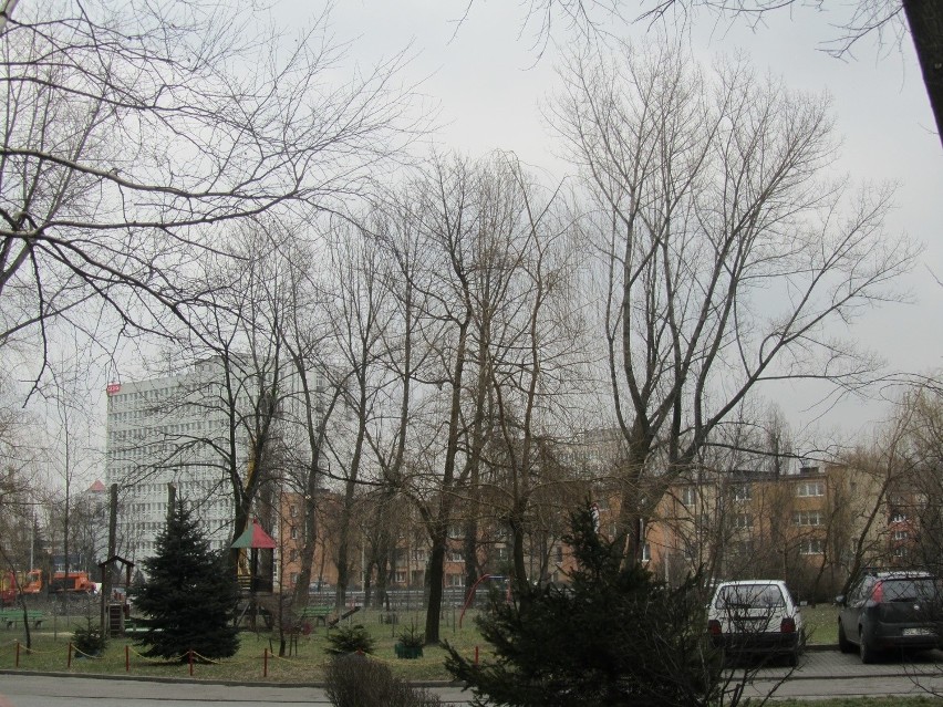 Wycinka drzew przy ulicy Mikołowskiej