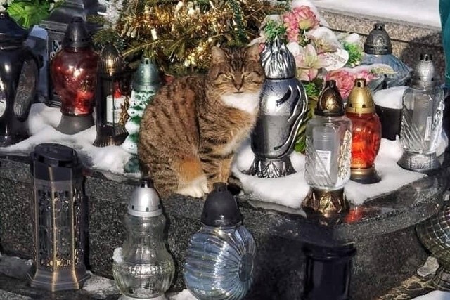 Ludzka podłość nie zna granic! Ktoś chciał się pozbyć swoich kotów i porzucił je na cmentarzu.