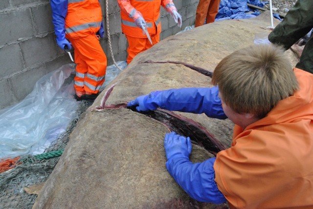 Znaleziony ponad tydzień temu na plaży w Unieściu martwy wal butlonosy został już poddany sekcji zwłok. Potężnego ssaka zbadali naukowcy ze Stacji Morskiej Uniwersytetu Gdańskiego.