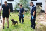 Parchowo. Znęcał się nad trzema psami. Zwierzęta żyły we własnych odchodach. Do akcji wkroczyli policjanci i Animalsi z Kościerzyny