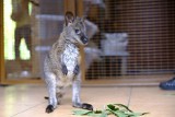 Kangurzyca Ela z toruńskiego Ogrodu Zoobotanicznego została mamą. Zobaczcie wideo!