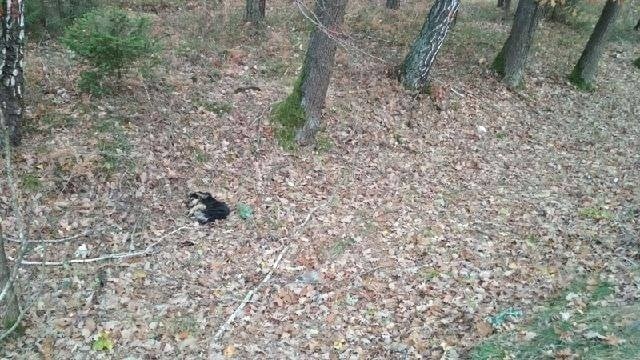 Grzybiarze, którzy wybrali się dziś do lasu, zauważyli psa w...