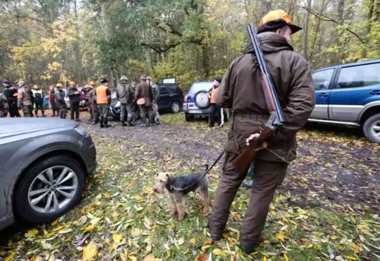 Myśliwi odstrzelili na Opolszczyźnie już 11 tysięcy dzików! "200 procent normy". Będą kolejne polowania