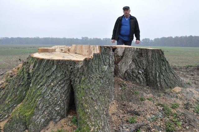 W gminie Wołczyn przez prawie rok dochodziło do masowych wycinek drzew, w tym kilkusetletnich dębów. Świadkowie byli zastraszani, doszło do kilku podpaleń.