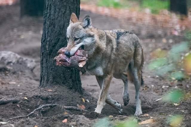 Samotny wilk zagryza psy w okolicach Łomżyńskiego Parku Krajobrazowego Doliny Narwi - zdjęcie ilustracyjne