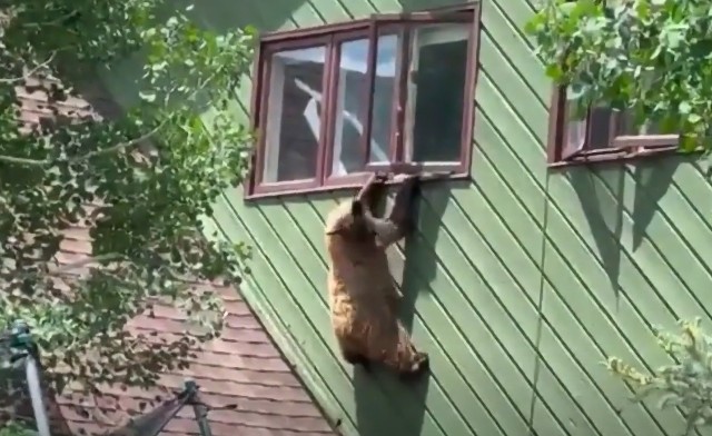 Niedźwiedź dostał się do domu w Colorado, po czym zawisł na oknie.