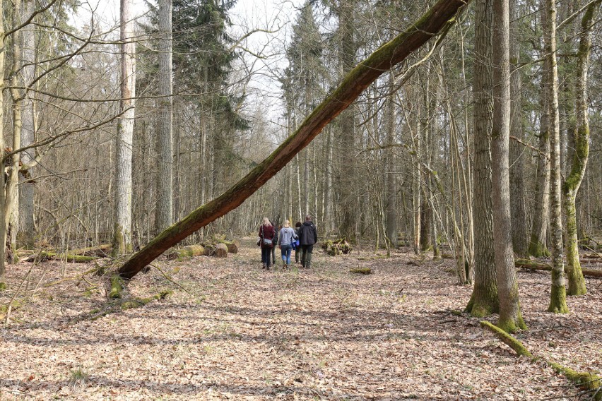 Puszcza Białowieska powinna być pod specjalną ochroną. Apel niemal 200 naukowców z całego świata [ZDJĘCIA]