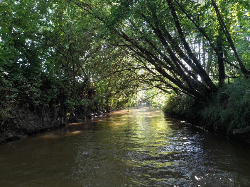 Pionierski spływ kajakowy po rzece Koprzywiance już w niedzielę 16 lipca. Zapowiada się atrakcyjna wyprawa. Zobacz film i zdjęcia