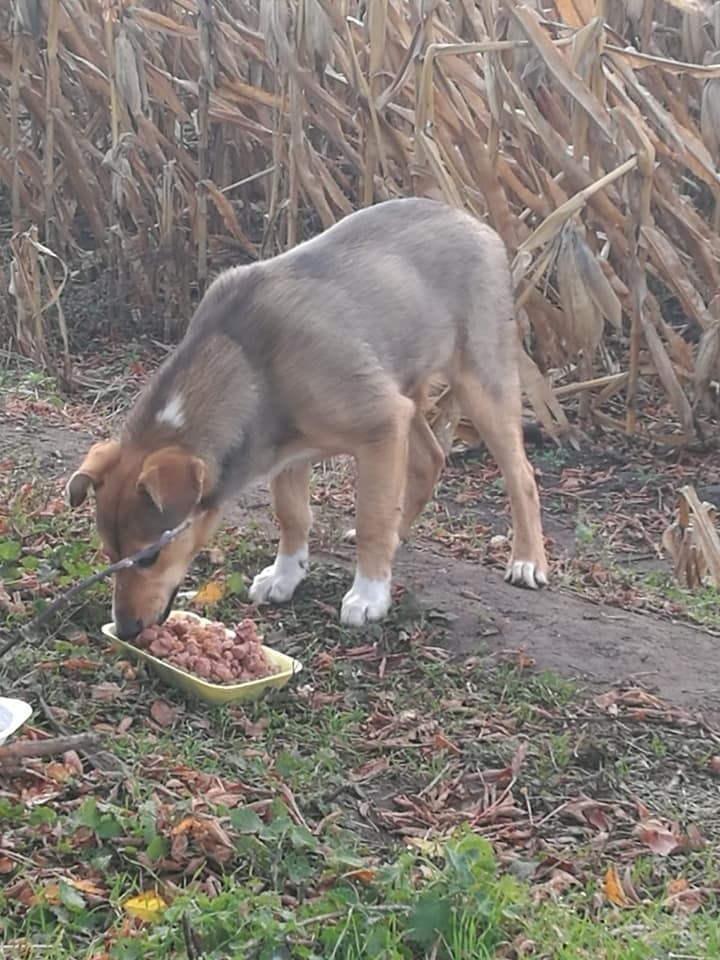 O bezdomnym psie, który mieszkał na polu kukurydzy przy...