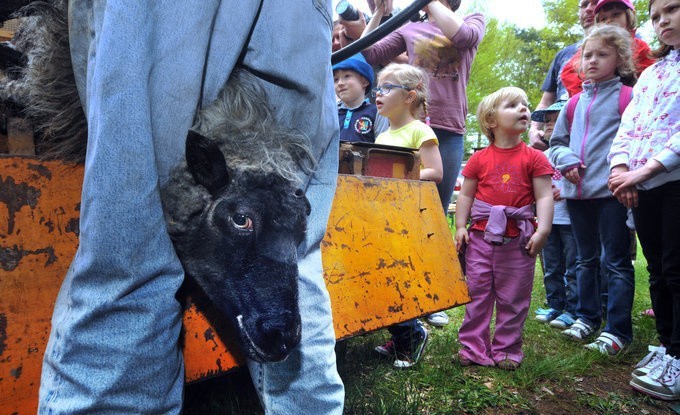 Myślęcinek. Wielkie golenie owiec w zoo [WIDEO, ZDJĘCIA]