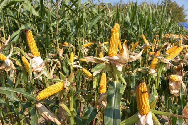 Na podlaskich polach obecnie króluje kukurydza – przede wszystkim ta przeznaczona na paszę dla bydła