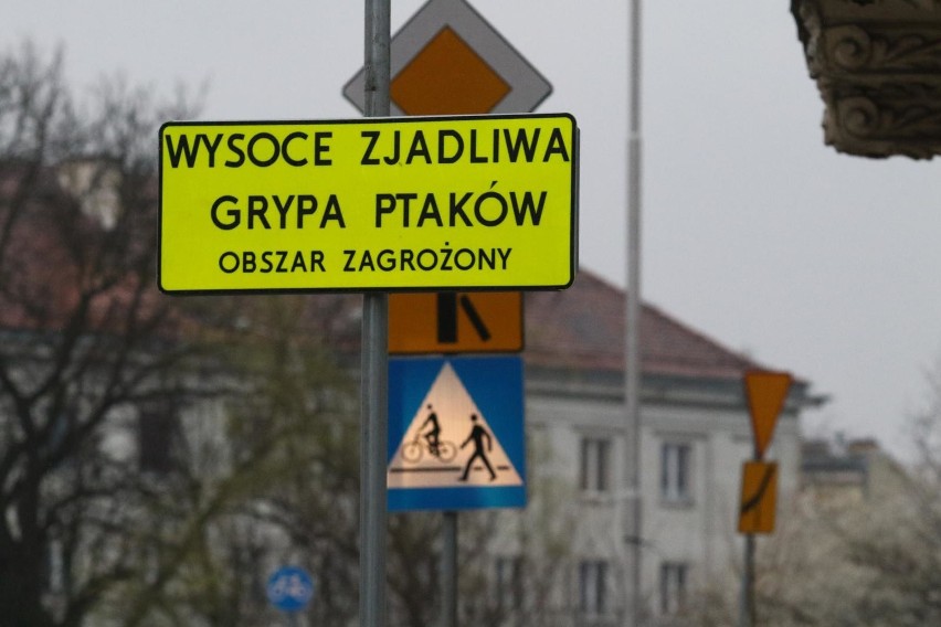 Grypa ptaków występuje nie tylko w Polsce. Jeśli chodzi o...