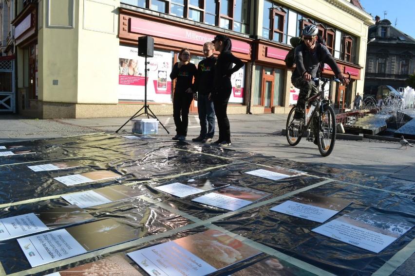 Bielsko-Biała: Kurczaki, krowy i świnie także cierpią  [ZDJĘCIA]