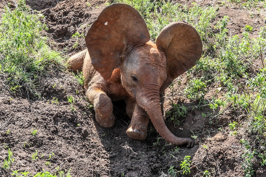Przedszkolaki z Szemudu adoptowały... słonia. Zwierzę mieszka w Afryce, a dzieci będą wspierać go finansowo