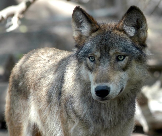 Czy powinniśmy się obawiać wilków i jak się zachować, gdyby doszło do spotkania?