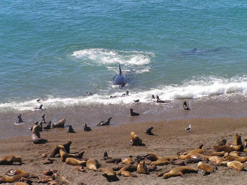 Argentyna
Pólwyspep Valdes, polowanie orki na foki