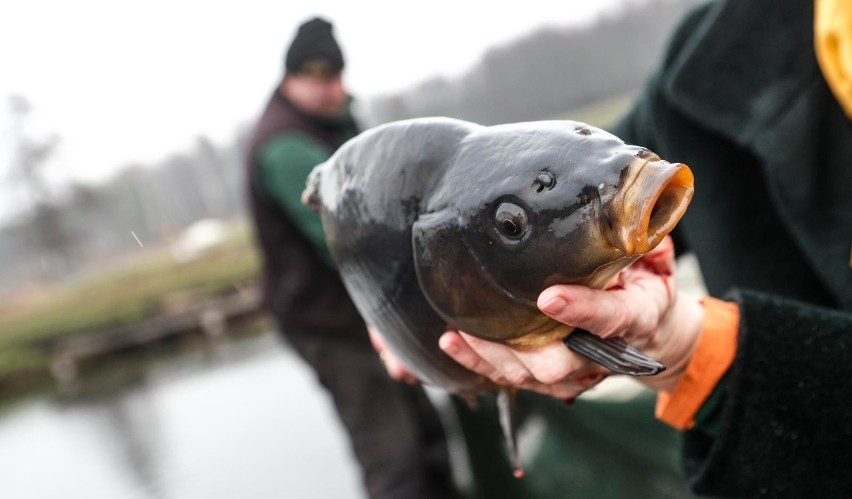 Topólka, powiat radziejowski, karp o wadze od 1,2 do 3 kg,...