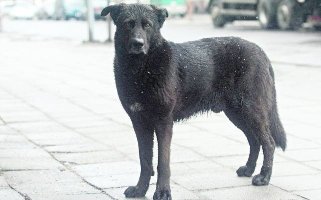 "Mam psa, którego zwyrodnialec wyrzucił do kontenera". Czy w Krakowie jest potrzebne okienko życia dla zwierząt?