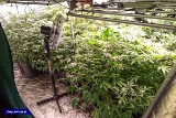 36-latek z powiatu grójeckiego zatrzymany przez Centralne Biuro Śledcze za hodowlę prawie 300 krzewów marihuany. Zobacz wideo i zdjęcia