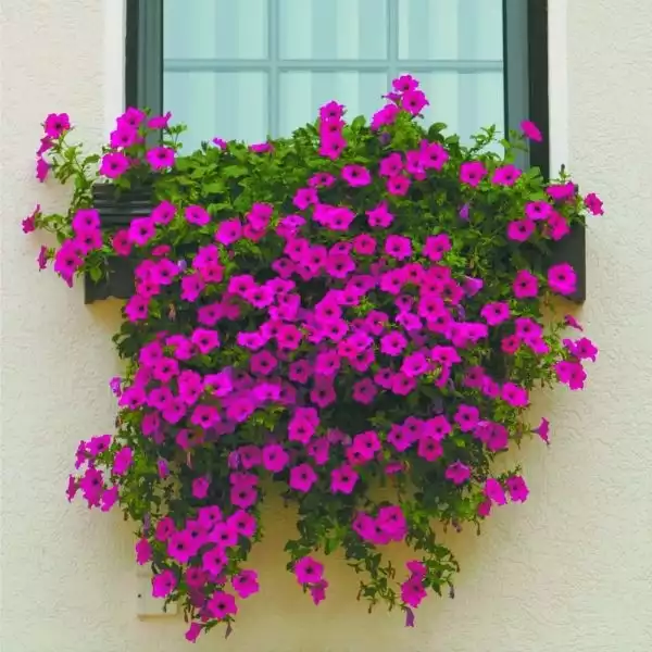 Bujne surfinie  na parapecie &#8211; propozycja dla tych, którzy nie mają balkonu a kochają kwiaty