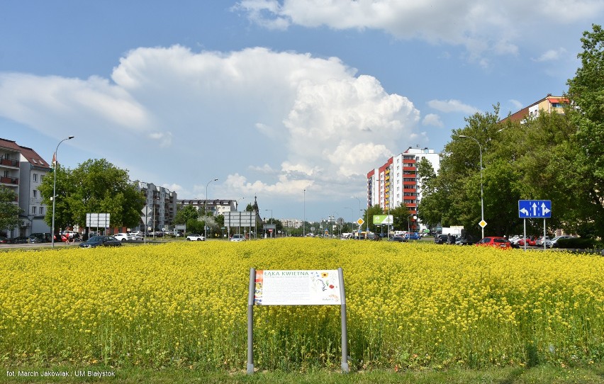 Tegoroczne łąki kwietne w Białymstoku