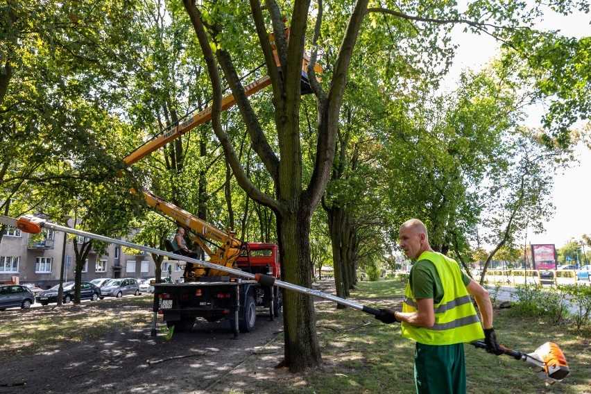 W poniedziałek usuwano suche gałęzie. Być może prace...