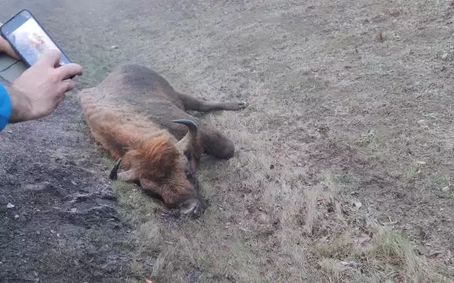 Wypadek miał miejsce w okolicach Recza