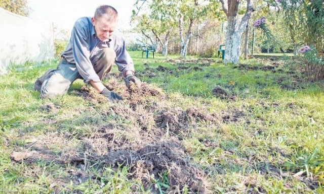 Pan Jan, ogrodnik zajmujący się działką państwa Dawidowskich, musi co kilka dni układać zrytą przez dziki trawę.