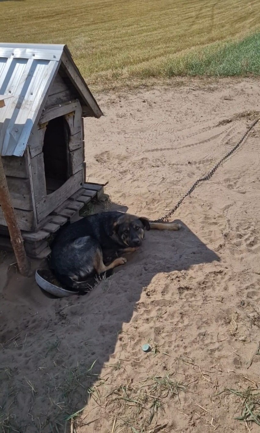 Wolontariusze OTOZ-u pobici pod Borzytuchomiem. Chcieli ratować psy uwiązane w szczerym polu. ZDJĘCIA