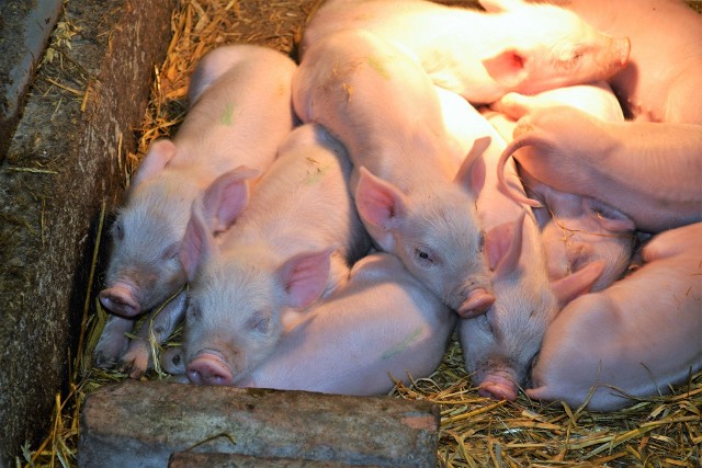 Nie takich cen za świnie oczekując rolnicy, by produkcja przy wysokich kosztach była opłacalna.