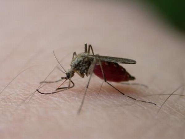 Komary dają się we znaki białostoczanom.